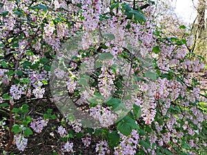 Flowers of Ribes Sanguineum Glutinosum.