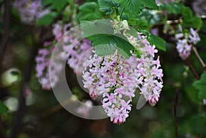 Flowers of Ribes Sanguineum Glutinosum.