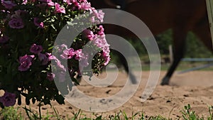 Flowers and riders on horses in the country riding arena