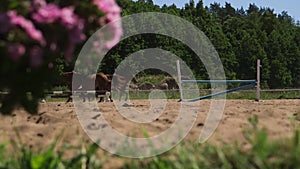 Flowers and riders on horses in the country riding arena