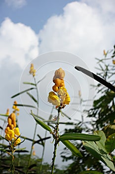 Flowers of Ringworm Bush (Senna alata)