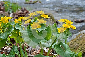 Flowers at river 1