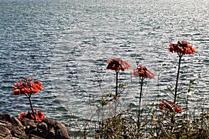 Flowers by the river