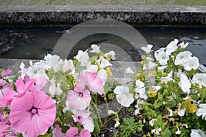 Flowers and river and carp fish.