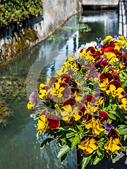 Flowers on a river channel in Switzerland