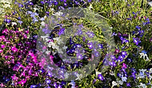 Flowers by the roadside, in the village of, Pateley Bridge, Harrogate, UK