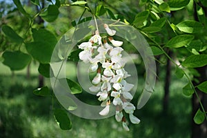 Flowers of Robinia arranged in loose drooping clumps