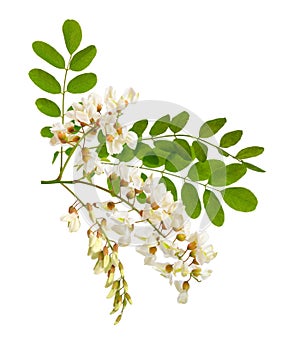 Flowers of Robinia pseudoacacia or black locust. Isolated. photo