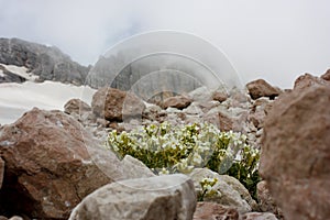 Flowers on the rock