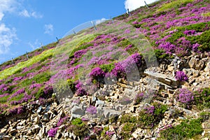 flowers on rock