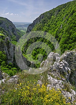 Kvety na skale na Zádielskej tiesňave