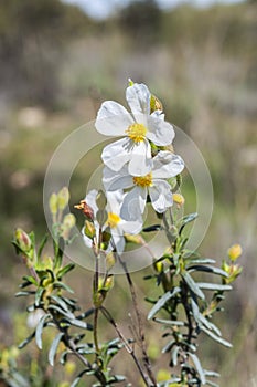 Flowers of the rockrose Halimium umbellatum