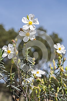 Flowers of the rockrose Halimium umbellatum