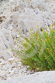 Flowers on the rocks