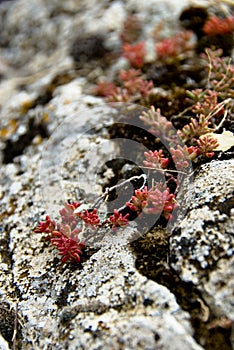 Flowers Between Rocks