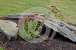 Flowers and Rocks Garden Arrangement