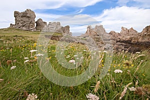 Flowers and rocks hdr