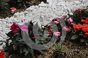 Flowers and Rocks