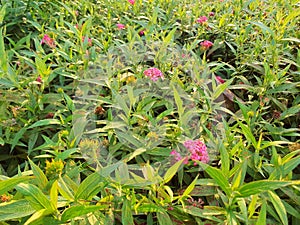 Flowers - Rondeletia leucophylla