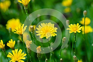 Flowers Of Roofing Skerda Crepis Tectorum On Meadow In Summer