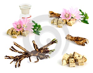 Flowers and roots Althaea (genus)