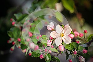 Flowers rose hip