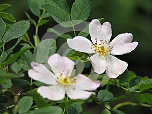 Flowers rose hips