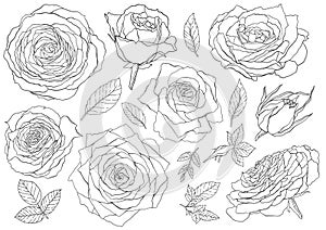 Flowers roses, line circut buds and leaves. Set collection. Isolated on white background. Vector illustration photo
