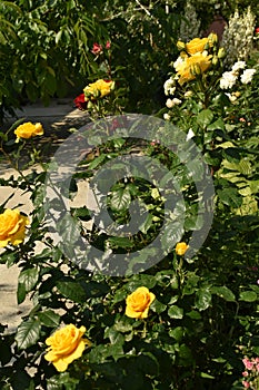 ,flowers and roses, private garden with red and yellow flowers, bushes and roses in the garden, flowering garden