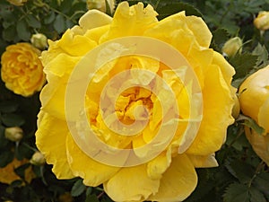 Flowers, roses, yellow, petals, colors, garden, outdoors, leaf, closeup, nature, beauty, ornamental, bush, flowerbed, sunny, summe