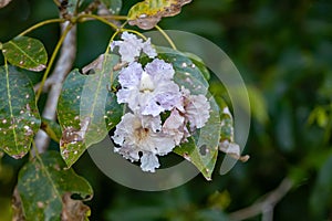 Flowers of a rosy trumpet tree, Tabebuia rosea