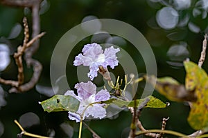 Flowers of a rosy trumpet tree, Tabebuia rosea