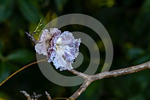 Flowers of a rosy trumpet tree, Tabebuia rosea