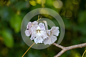 Flowers of a rosy trumpet tree, Tabebuia rosea