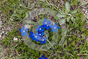 Flowers of a round leaved gentian Gentiana orbicularis