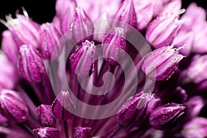 Flowers round onions on a black background