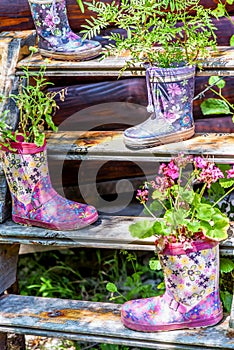 Flowers in a rubber floral knee boot for garden decoration