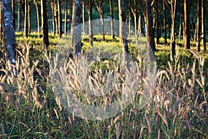 Flowers and rubber tree