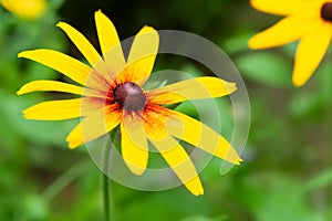 Flowers of Rudbeckia. Blooming Rudbeckia. Large yellow flowers close up. Black-eyed Susan. Selective focus