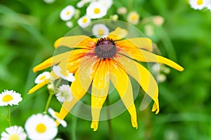 Flowers of Rudbeckia. Flowering rudbeckia. Yellow flowers close up. Black-eyed Susan. Selective focus