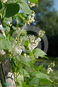 Flowers of Runner Bean Plant