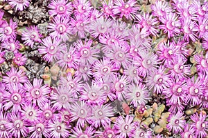 Flowers of Ruschia viridifolia