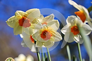 Flowers of rush daffodil in bloom against sky