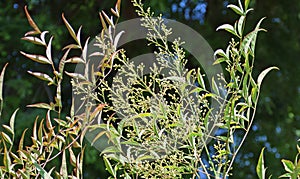 Flowers of Sacred Bamboo or Nandina domestica