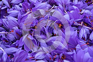 Flowers of saffron collection. Crocus sativus, commonly known as the