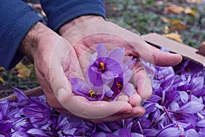 Flowers of saffron collection. Crocus sativus, commonly known as the