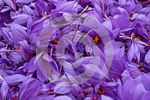 Flowers of saffron collection. Crocus sativus, commonly known as the photo