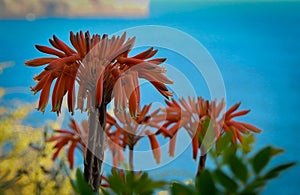 Flowers in Sagres