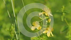 Flowers of saint johns wort, hypericum perforatum. Medical plant. Saint-john s-wort. photo