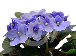 Flowers of Saintpaulia African Violet